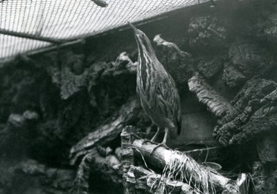 Un butor au zoo de Londres, juin 1922 - Frederick William Bond